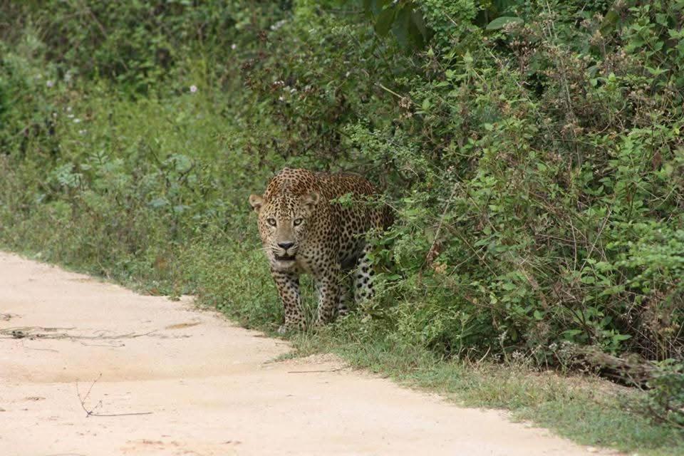 Nature Lovers Safari & Villa Udawalawe Dış mekan fotoğraf